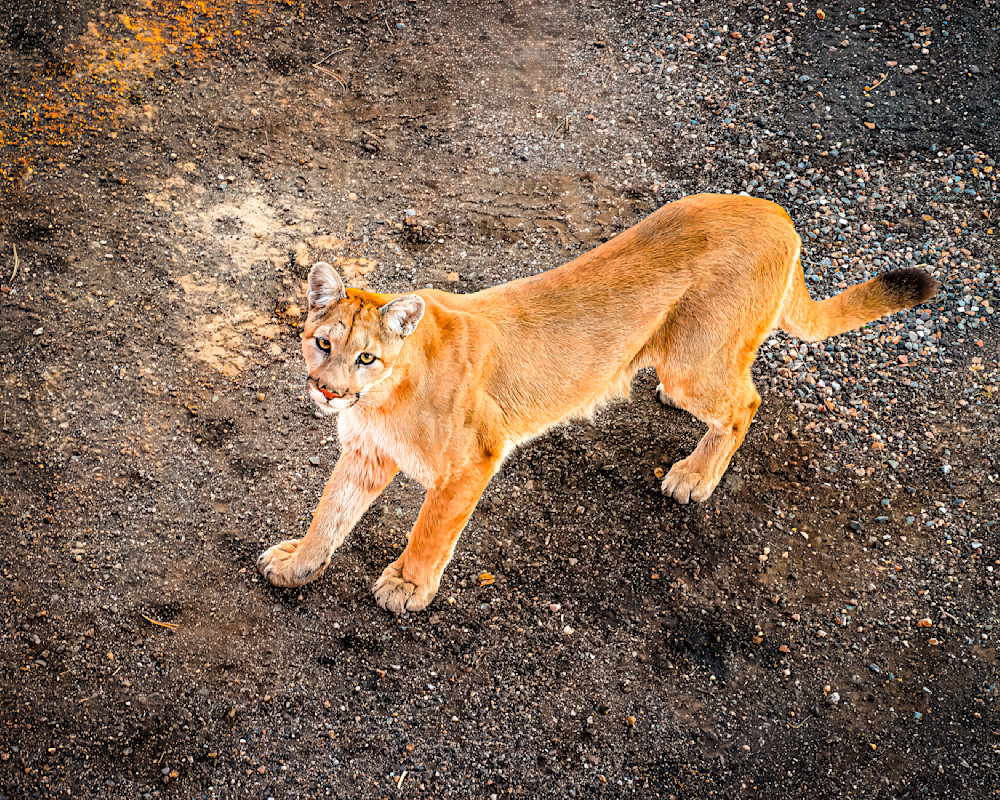 Mountain lion spotted walking across a driveway, captivating moment captured in a residential area