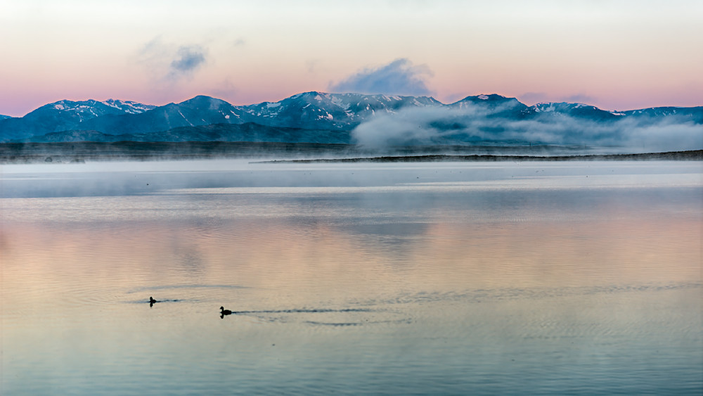 Morning meal foraging ducks at sunrise in the Rocky Mountains reflecting over calm water