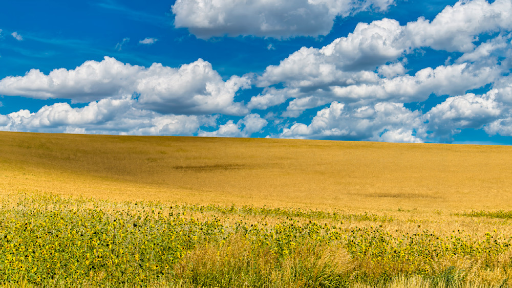 Golden wheat field under a blue sky with fluffy clouds on a sunny day, captured during a celebration