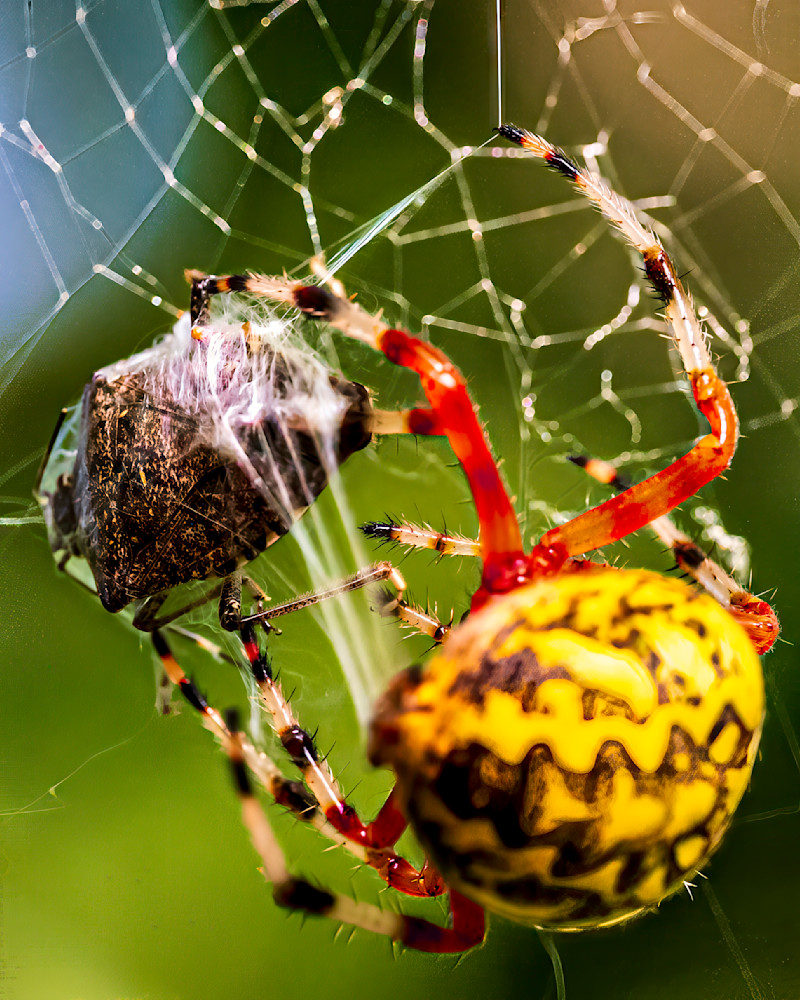 Brightly colored spider spinning a web with a captured insect in its grasp, showcasing intricate details of nature's predator