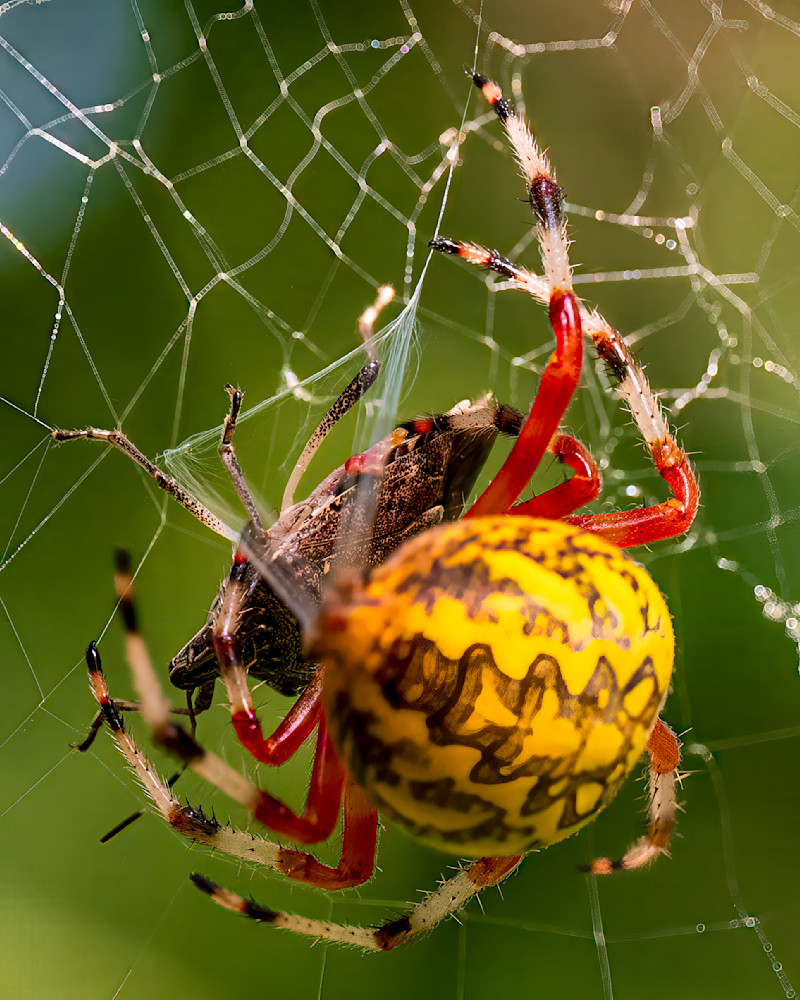 Colorful spider weaving a web in natural environment with intricate details and blurred background