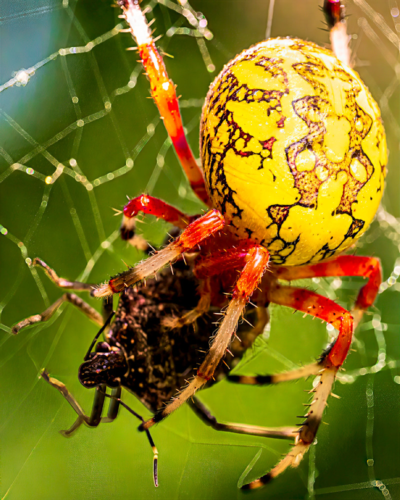 Yellow spider with textured body catching black insect in intricate web during daylight