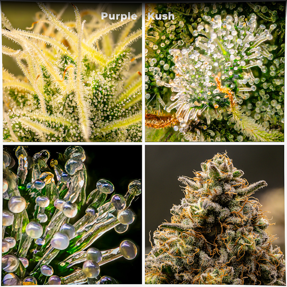 Purple Kush, Flowering Stage Macro Composite
