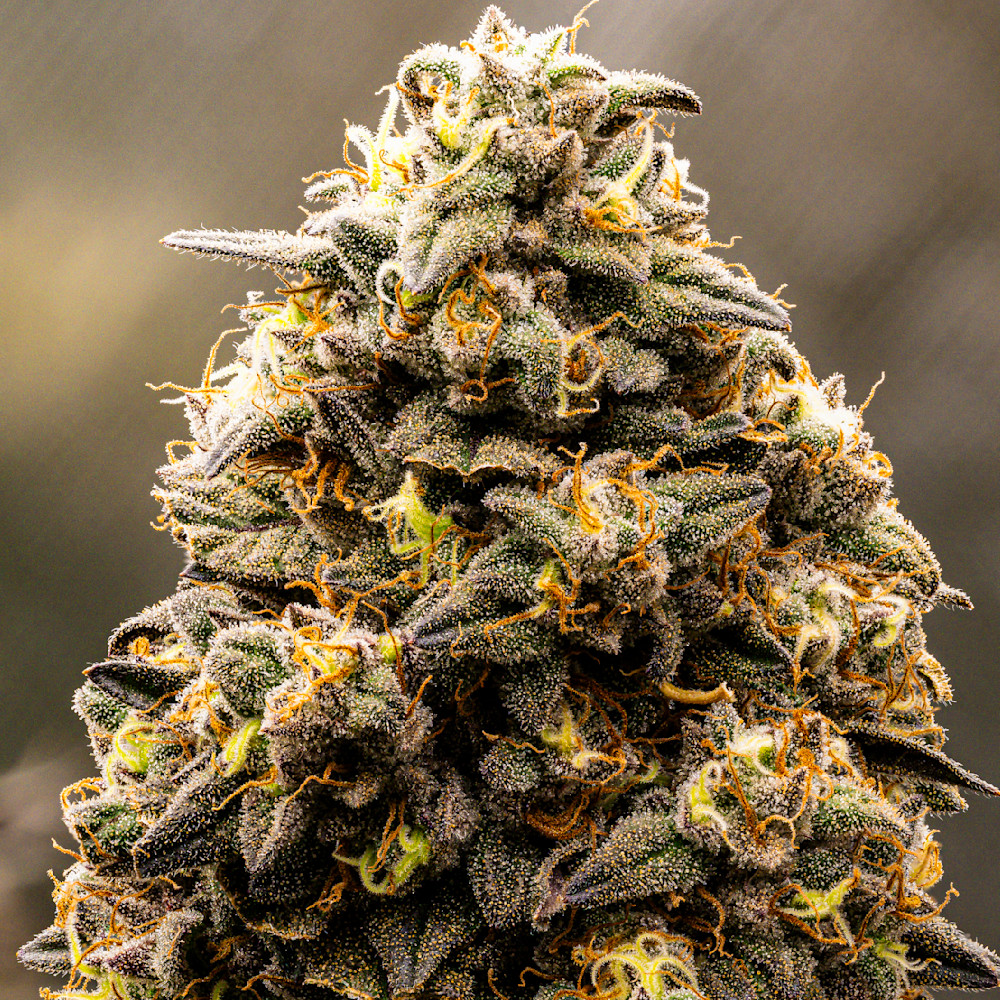 Detailed close-up view of 9# Hammer, cannabis bud showcasing its trichomes and vibrant colors in natural lighting