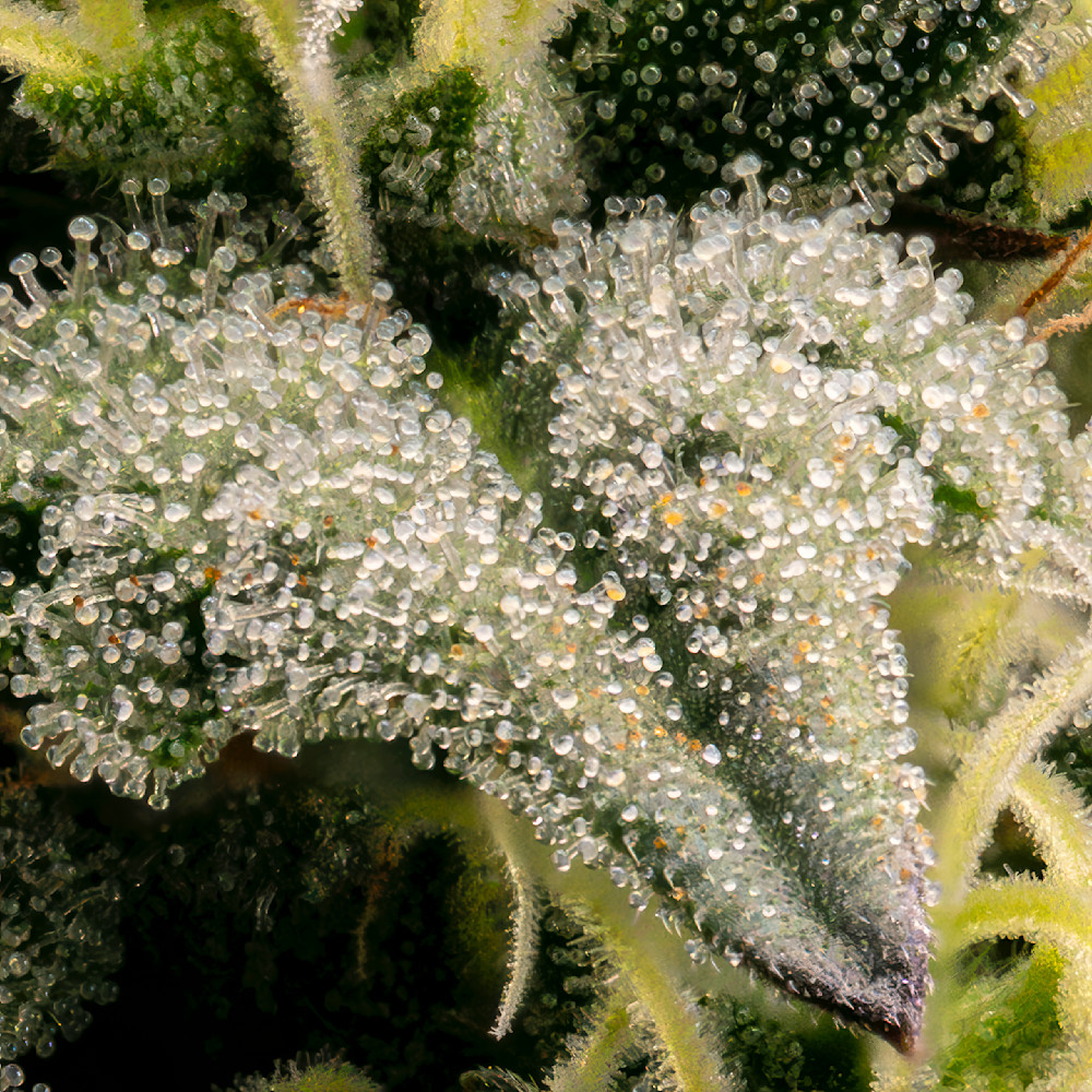Close-up of cannabis plant leaves displaying trichomes and fine textures capturing dew drops under natural light