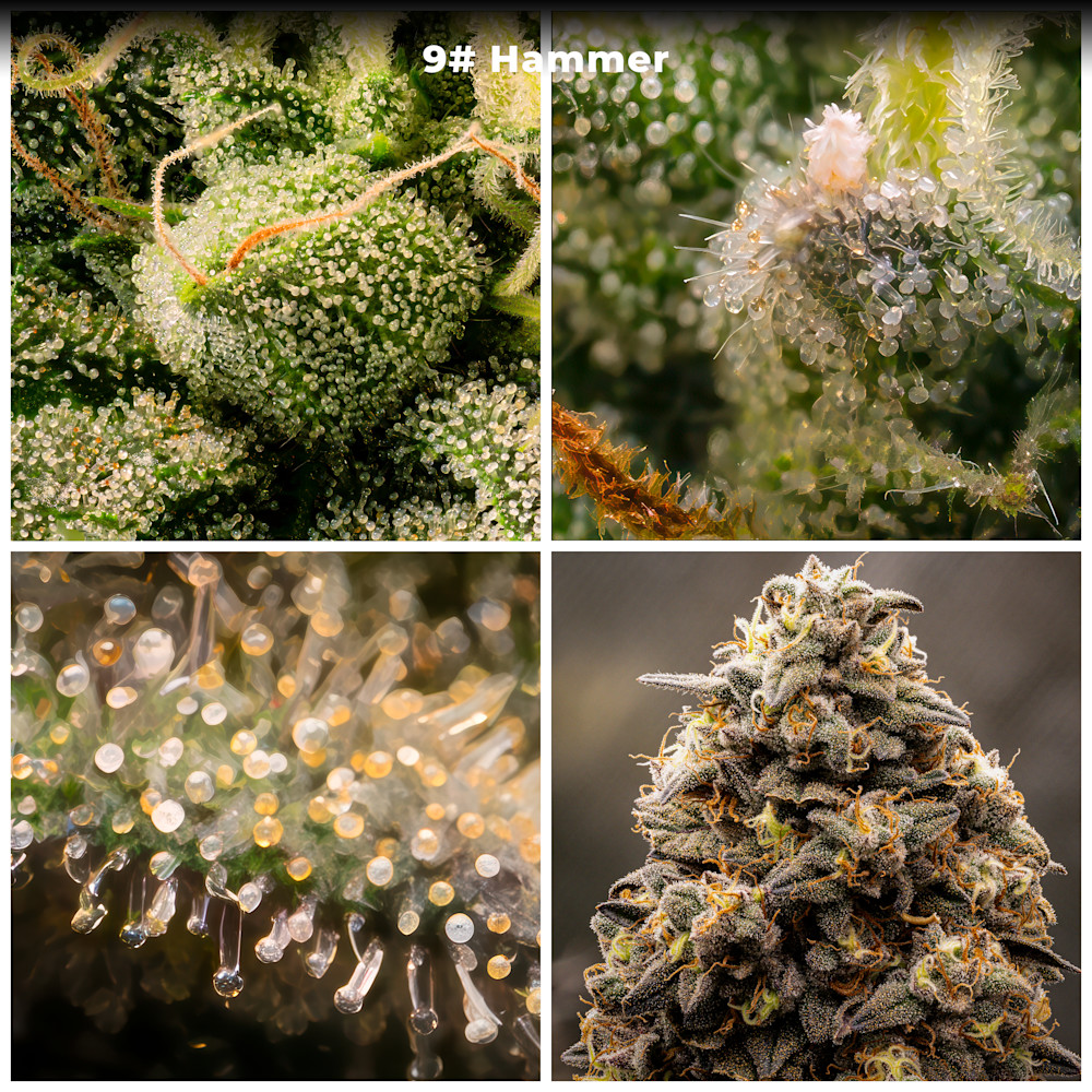 9# Hammer, Flowering Stage Macro Composite