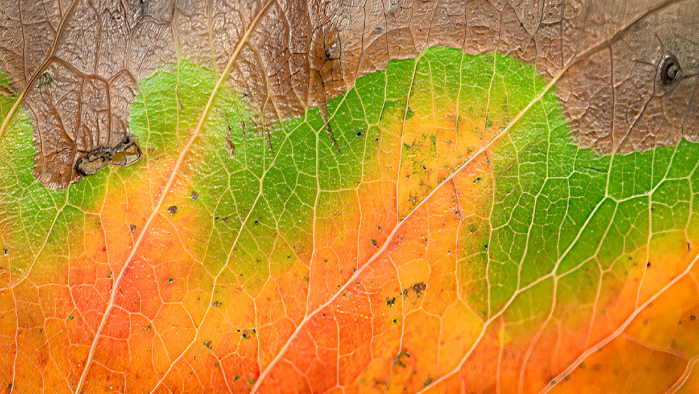 Abstract of a leaf showcasing a gradient of colors from green to orange and brown during the autumn season