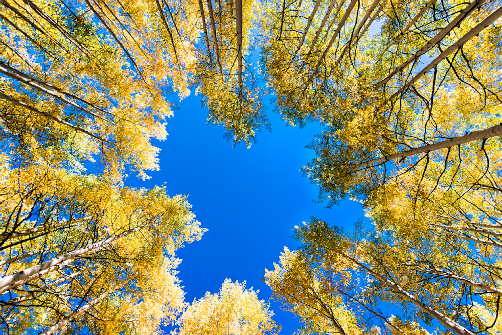 Golden aspen trees frame a vivid blue sky in a picturesque Colorado landscape