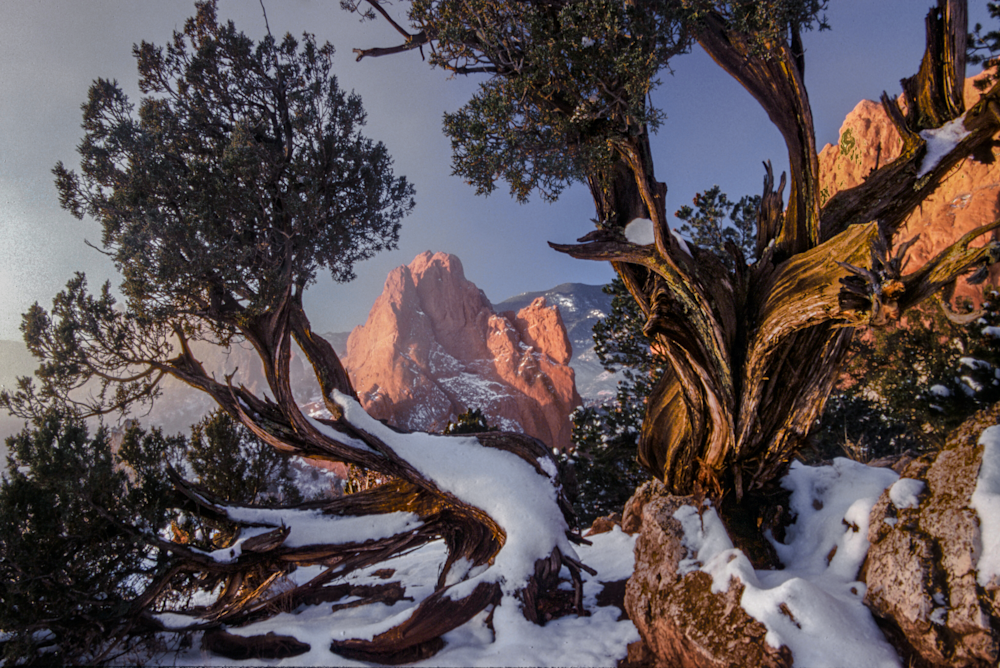 Buzzi Tree - Serene Winter Landscape Photography