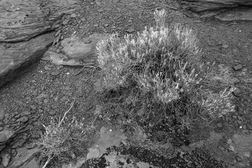 Desert plants in open shade with a blue sky have this glow about them that always catches my eye. This was made while hiking in Arches National Park, Utah, USA.