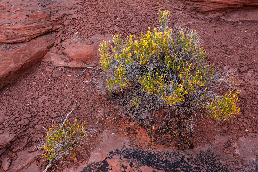 Shady Glow Art | Tim McGuire Fine Art