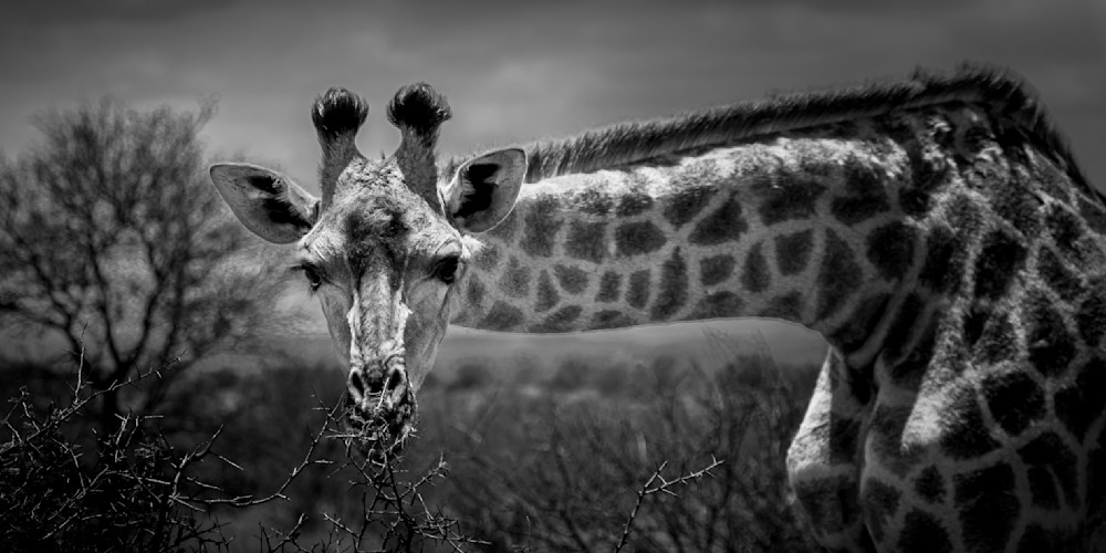 Giraffe in Africa thinking 'I See You'