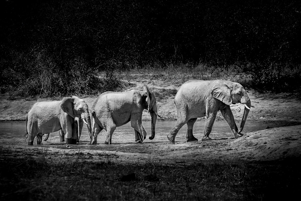 Elephant Parade in Kruger National Park, South Africa