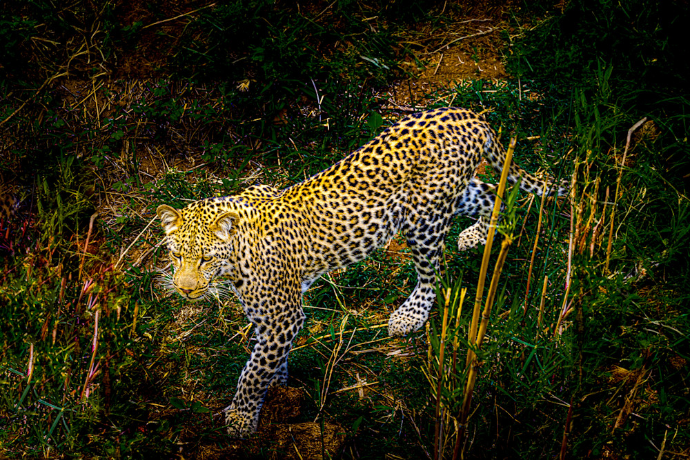 Leopard in Kruger National Park, South Africa