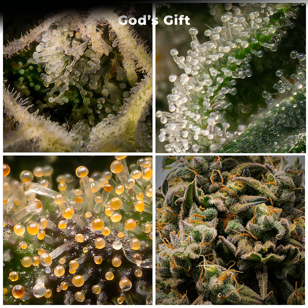 God's Gift, Flowering Stage Macro Composite