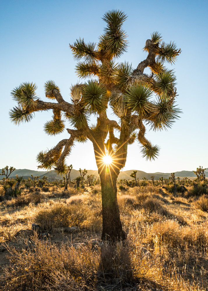 Joshua Tree with sun bursting through in Joshua Tree National Park.