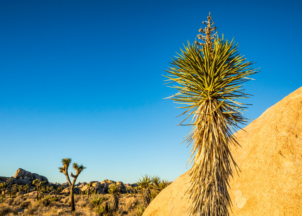 A tall mojave yucca at sunset in Joshua Tree National Park.