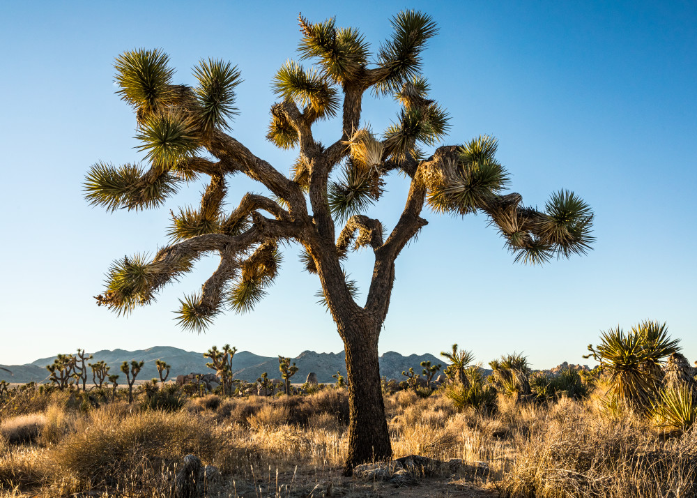Joshua Trees in Joshua Tree National Park.