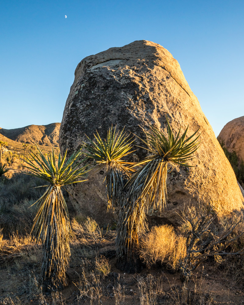 Mojave yucca at sunset  with a half moon in the sky in Joshua Tree National Park.
