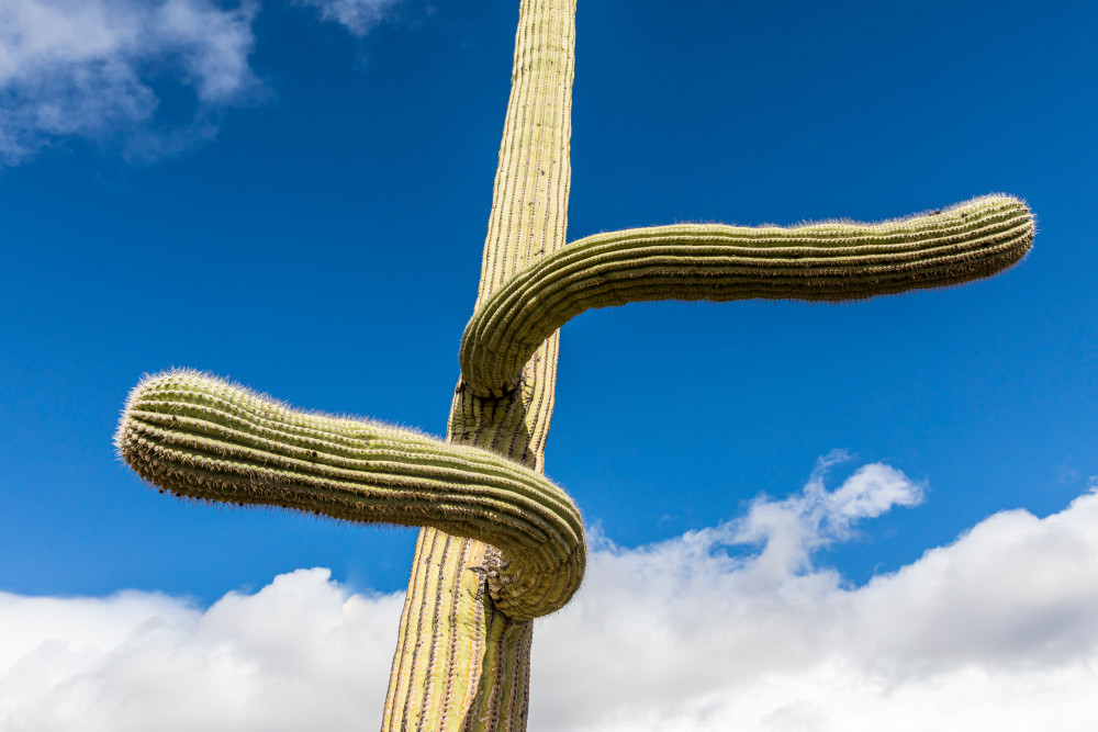 A Saguaro cactus with arms going in opposite odd directions, Sabino Canyon Recreation Area, Arizona.