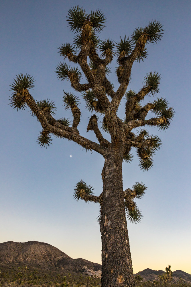Joshua Tree National Park at sunset with a halfmoon in the clear blue sky.
