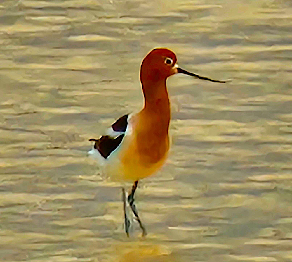 American Avocet In Alvord Desert Photography Art | InYourBackyard