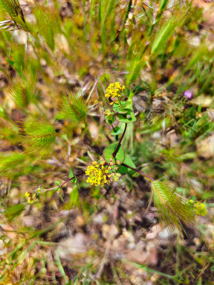 Desert Flower   Alvord Desert Photography Art | InYourBackyard