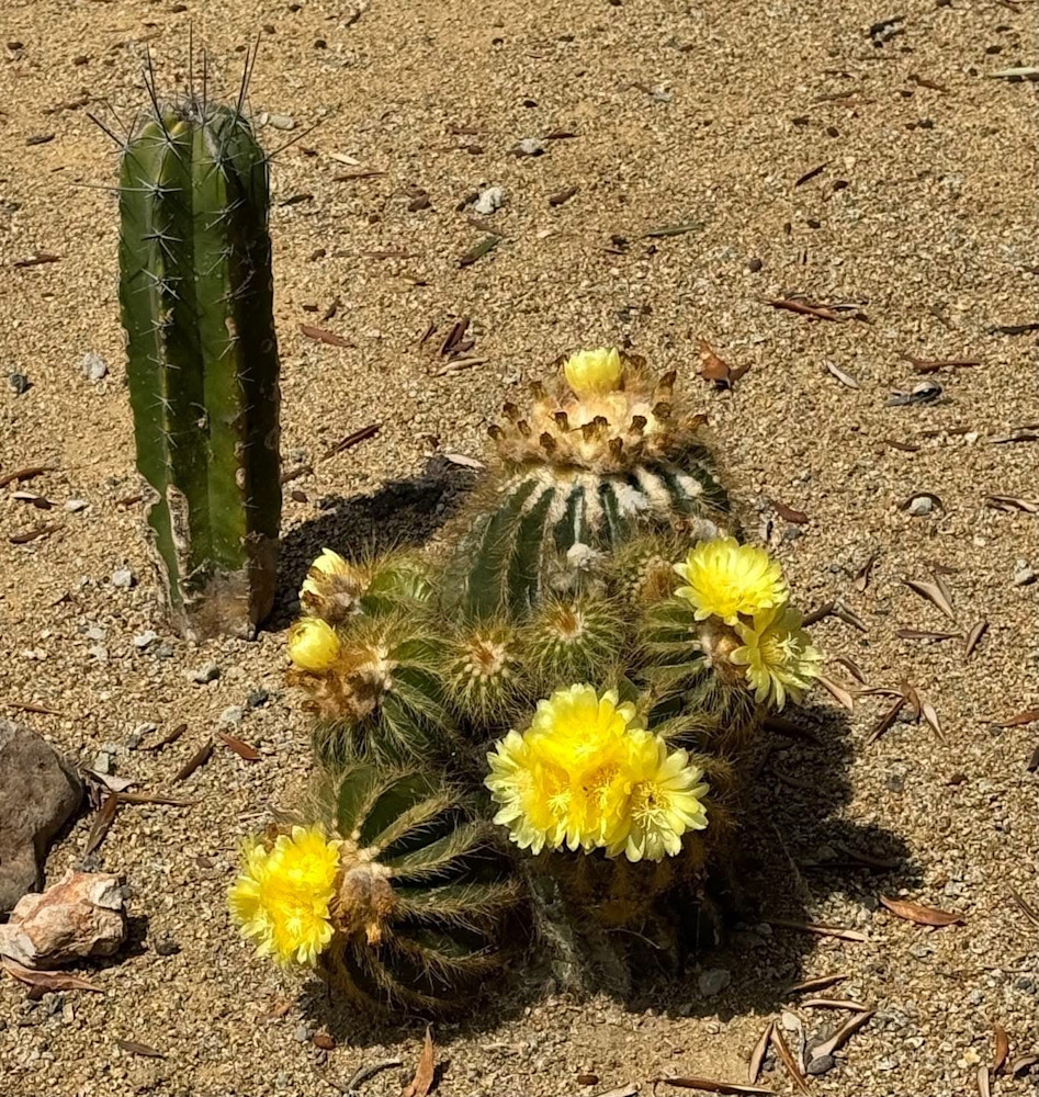 Yellow Catus Photography Art | Felton Fotography