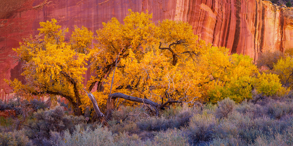 Cottonwood Grove - Vibrant Autumn Landscape Photography