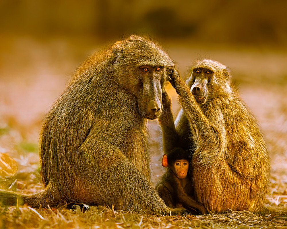 Tender Moment Of A Baboon Family Interacting With Each Other, Zambia Photography Art | Mike Soegtrop Photography