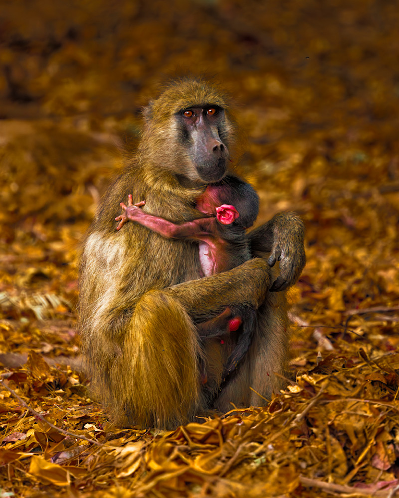 Baboon Baby Hugging Mom Zambia Photography Art | Mike Soegtrop Photography