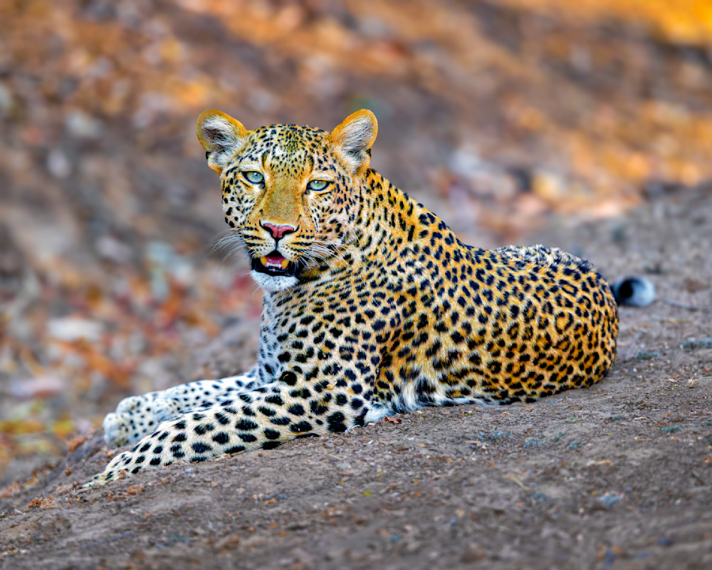Leopard In South Luangwa Park In Zambia Photography Art | Mike Soegtrop Photography