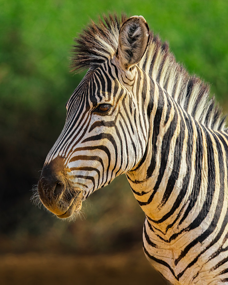 Zebra In South Luangwa National Park Zambia Photography Art | Mike Soegtrop Photography