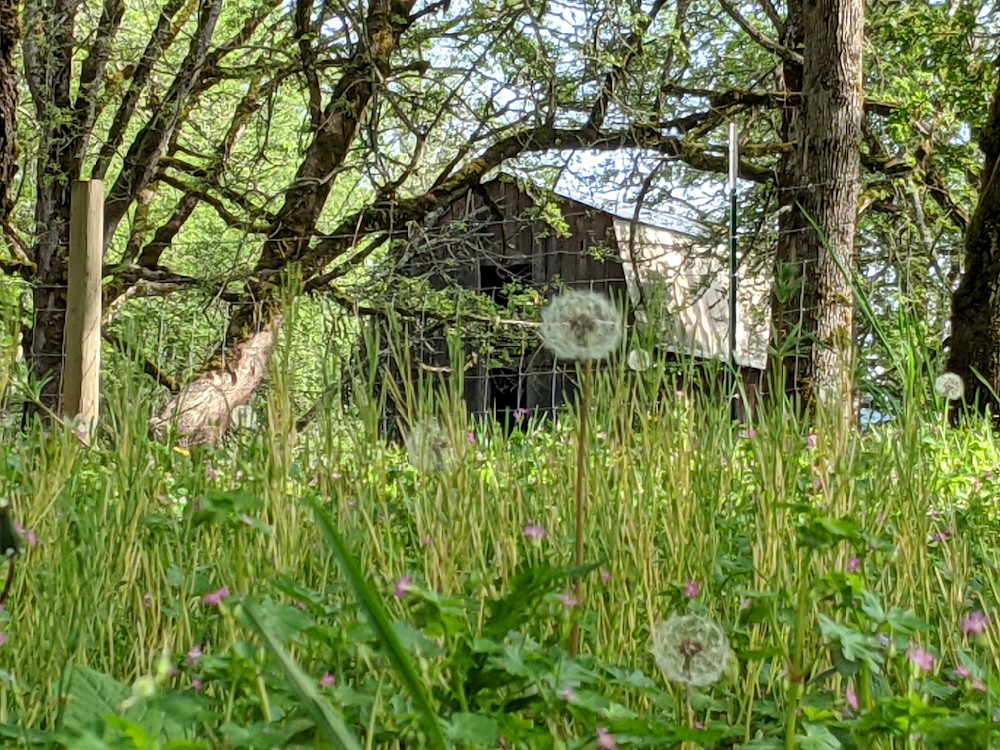 Barn Through Grassy Knoll Photography Art | InYourBackyard