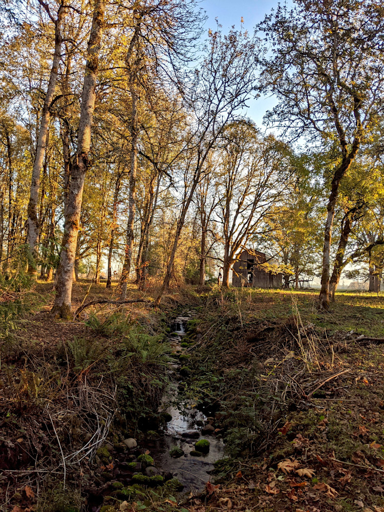 Dickie Creek   Barn Oaks Photography Art | InYourBackyard