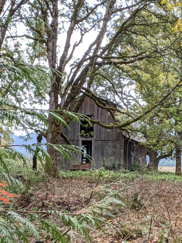 Dickie Prarie Barn Among The Oaks Photography Art | InYourBackyard