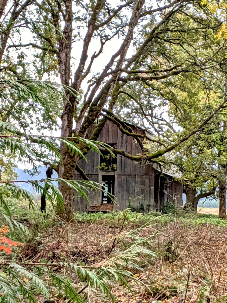 Dickie Prarie Barn Among The Oaks Photography Art | InYourBackyard