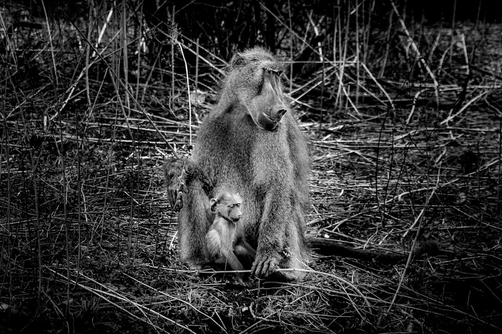 Baboon Maother and Young in Kruger National Park