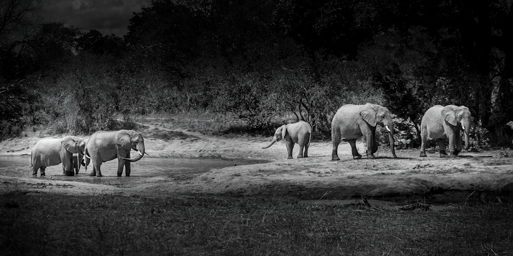 Elephant Family at a Watering Hole in Kruger National Park, South Africa