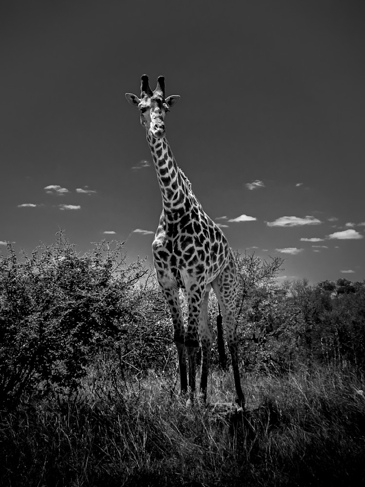Giraffe in Kruger Park, South Africa
