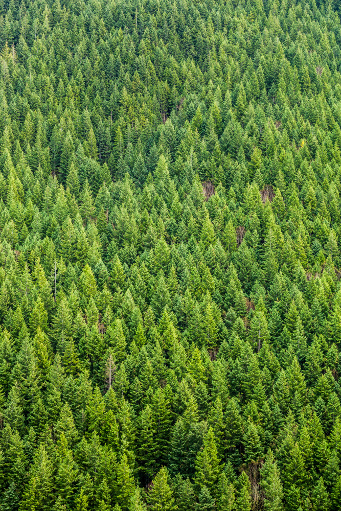 Looking down on a forested mountainside in Western Washington, USA.