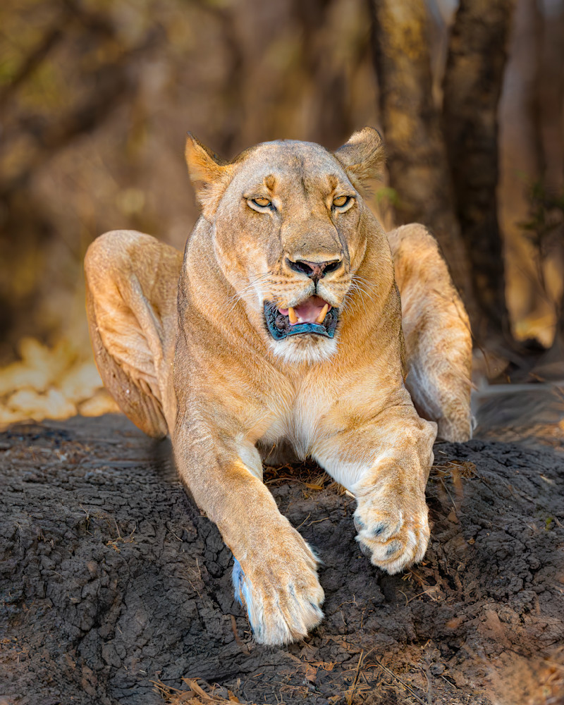 Lion Female Hunched Over The Bank Of A River, In South Luangwa, Zambia Photography Art | Mike Soegtrop Photography