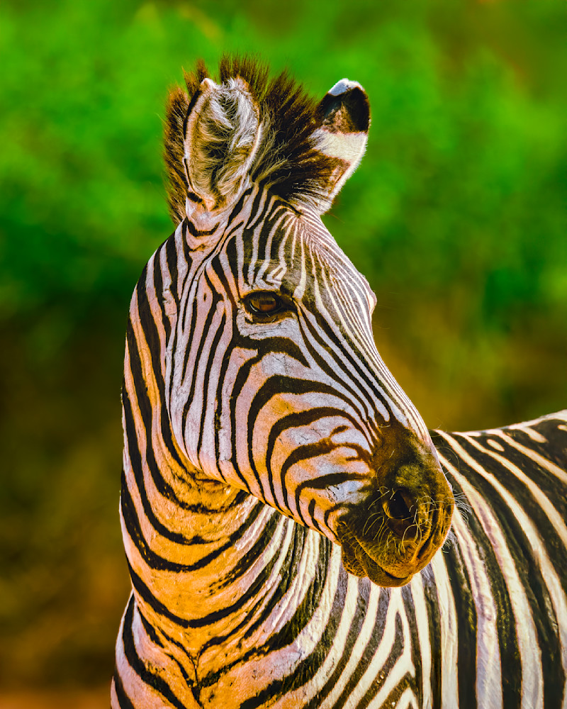 Zebra Portrait At Dawn Photography Art | Mike Soegtrop Photography