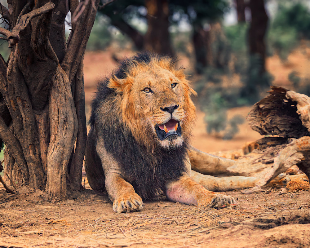The Leader Of The Lion Pride Rests Beside A Shady Tree Photography Art | Mike Soegtrop Photography
