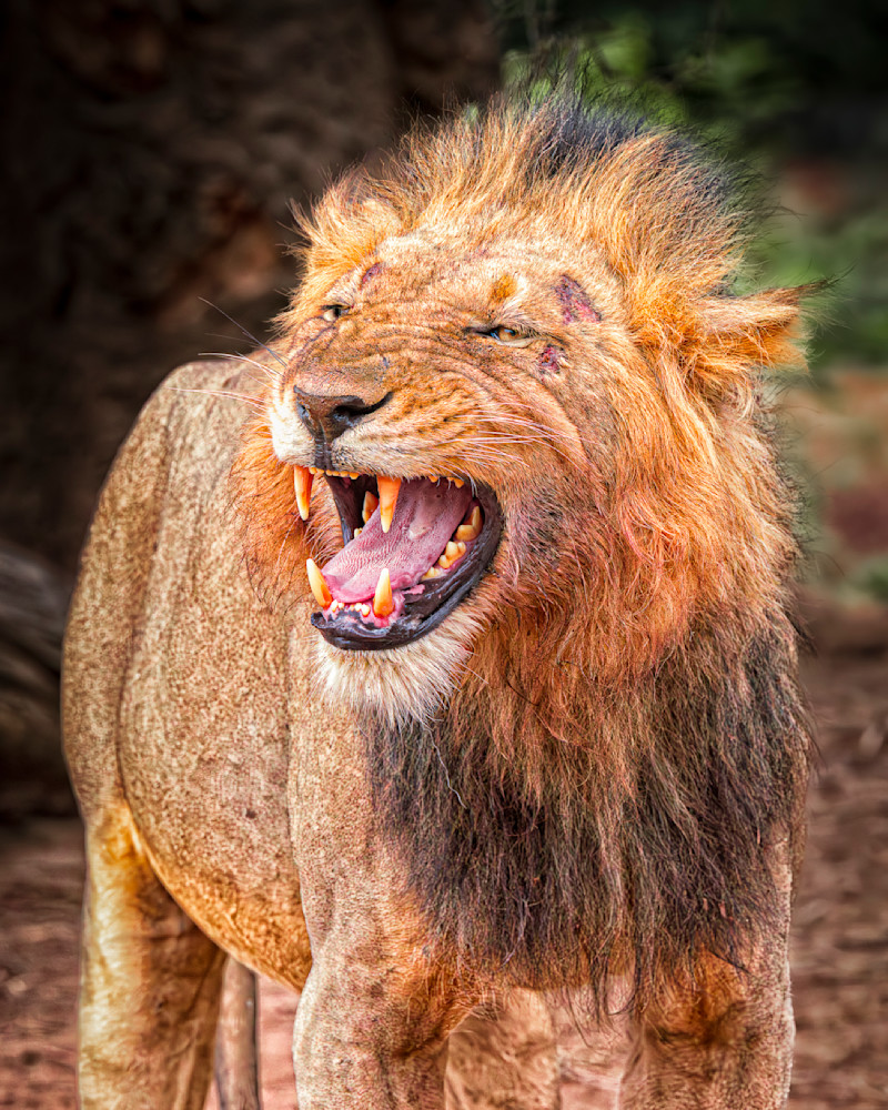 Lion Roaring In Zambia Photography Art | Mike Soegtrop Photography