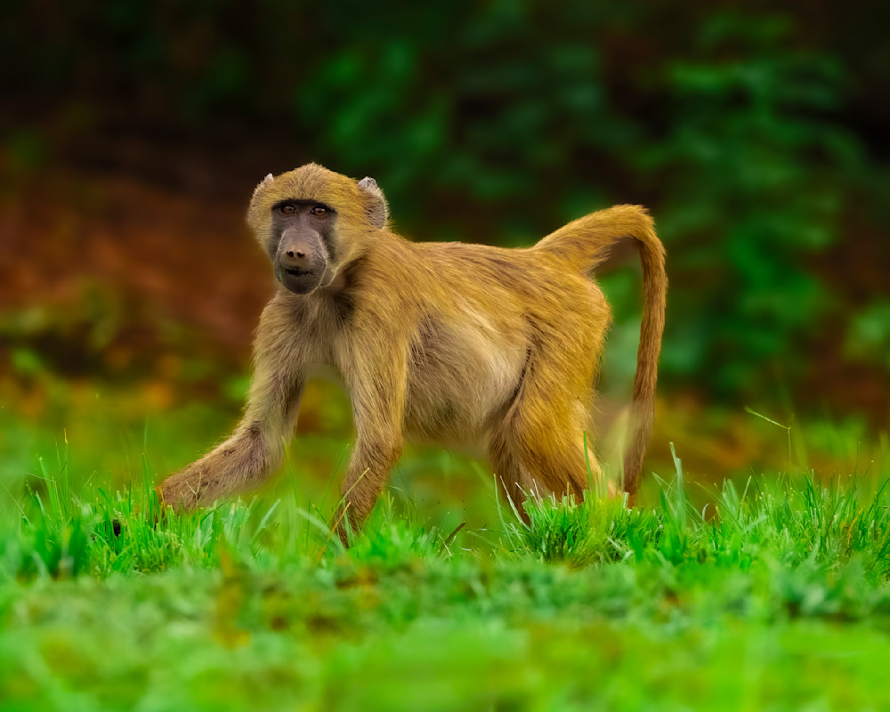 Baboon Near Chongwe Zambia Photography Art | Mike Soegtrop Photography
