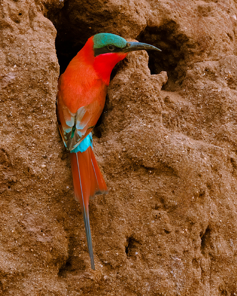 Carmine Bee Eater At Tunnel Entrance Photography Art | Mike Soegtrop Photography