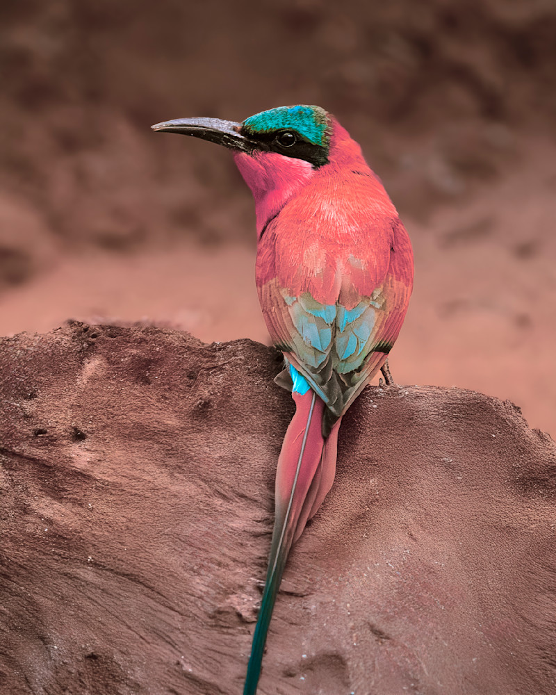 Carmine Bee Eater In Zambia Photography Art | Mike Soegtrop Photography