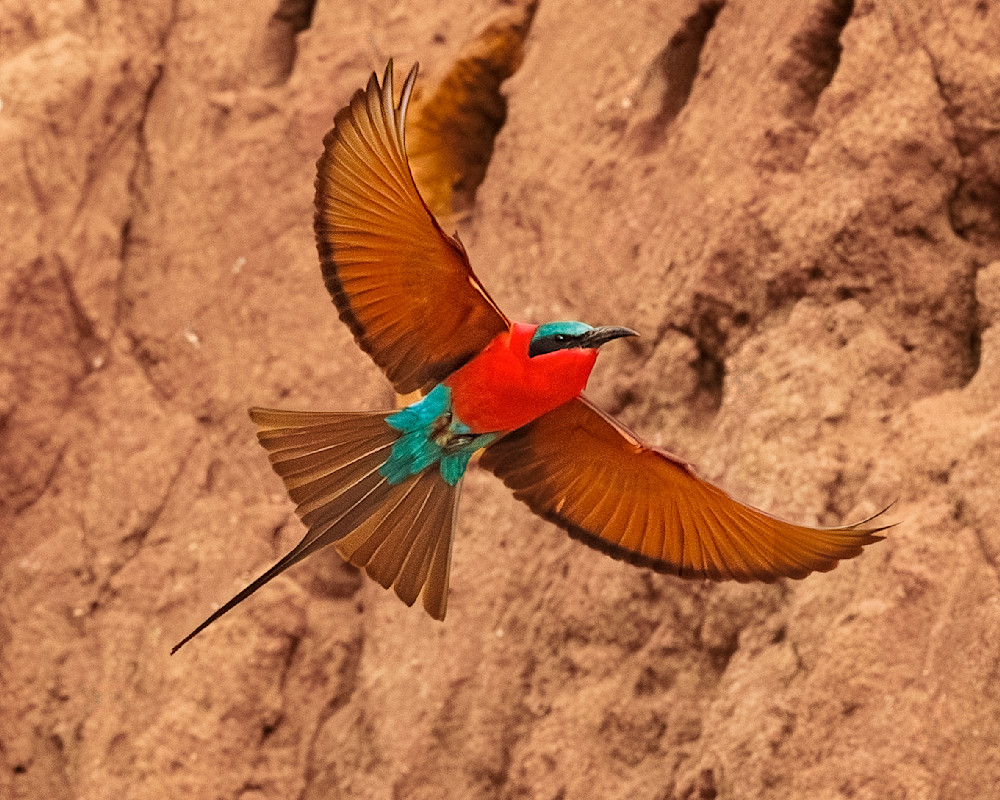 Carmine Bee Eater In Flight Chongwe Zambia Photography Art | Mike Soegtrop Photography