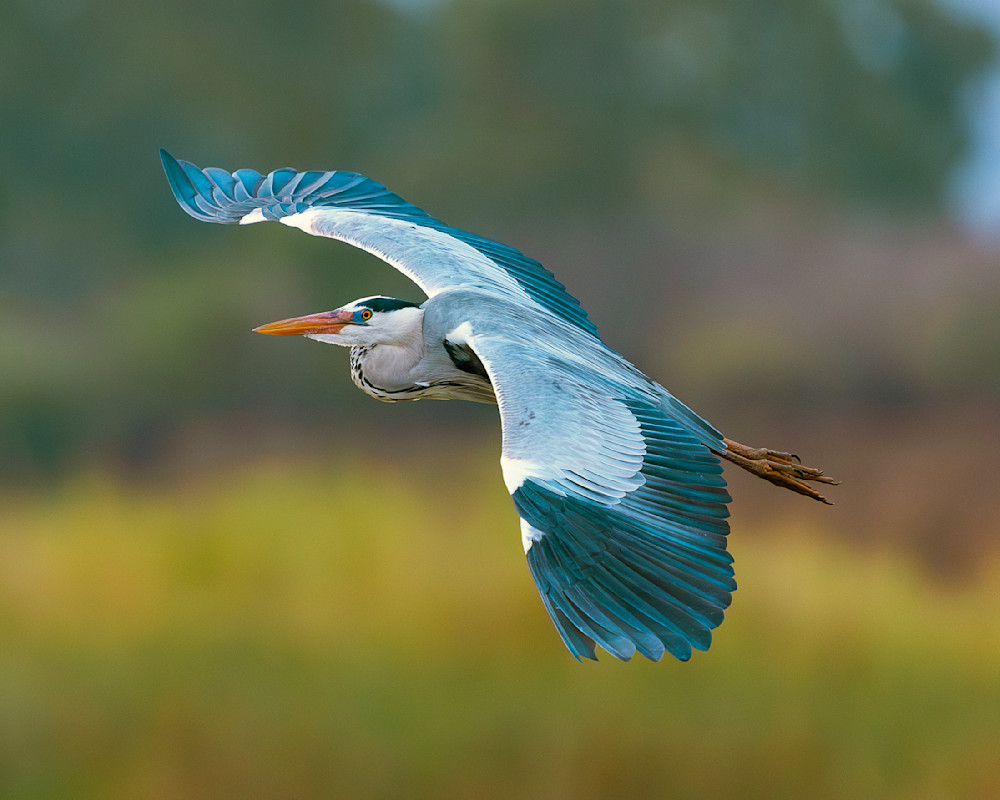 Grey Heron In Flight Over The Zambezi River, Zambia Photography Art | Mike Soegtrop Photography